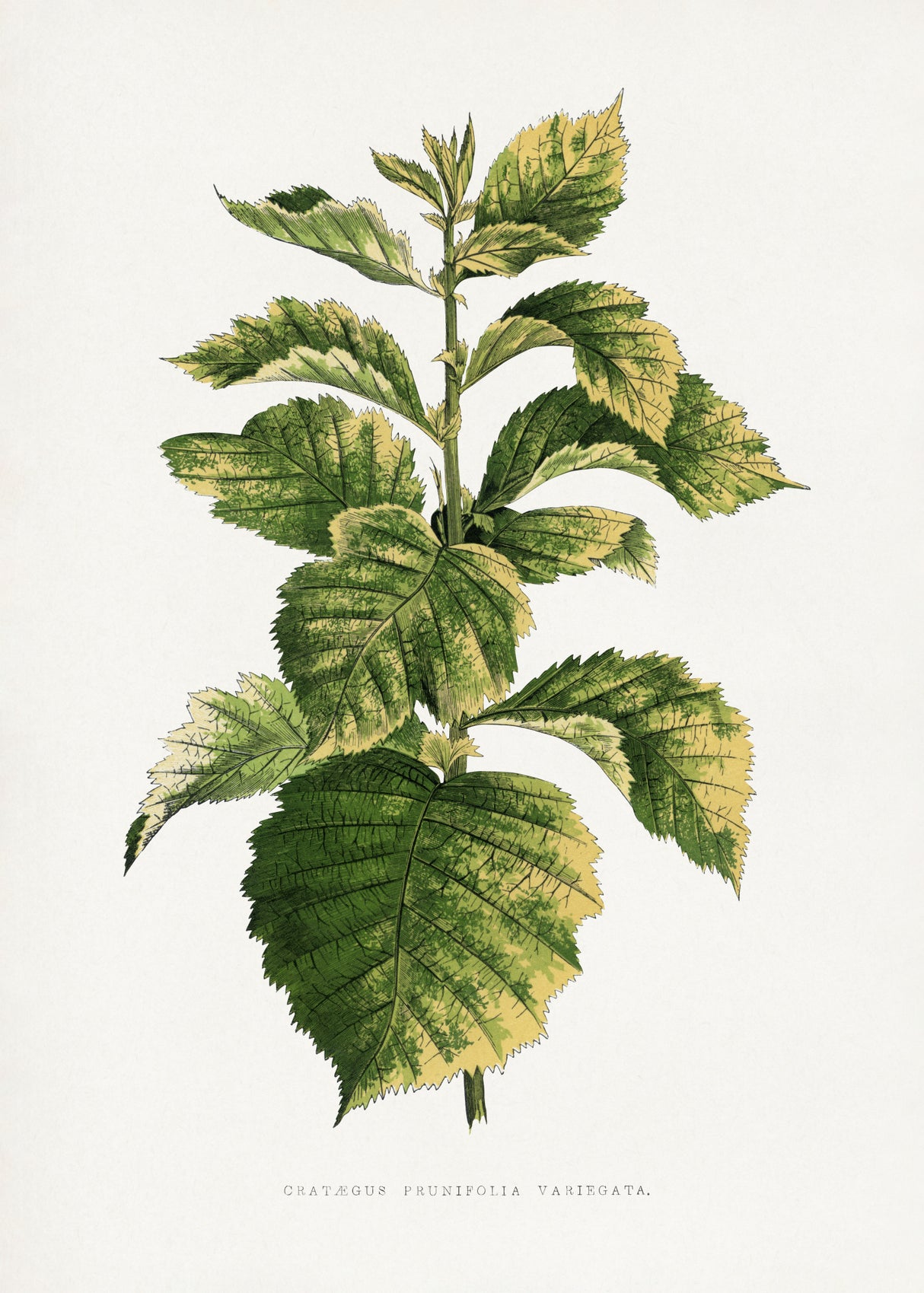 Common Hawnthorn Leaf Illustration Poster och Canvastavla