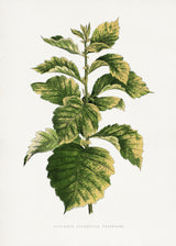 Common Hawnthorn Leaf Illustration Poster och Canvastavla