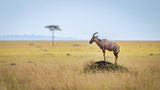 A Mara landscape… Topi on a rock. Poster och Canvastavla