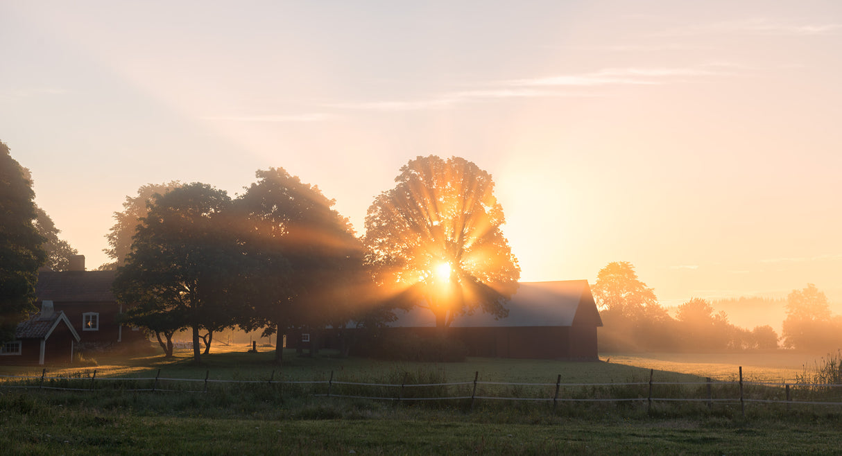 Morning has broken Poster och Canvastavla