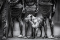 the dog Poster och Canvastavla