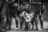 the dog Poster och Canvastavla