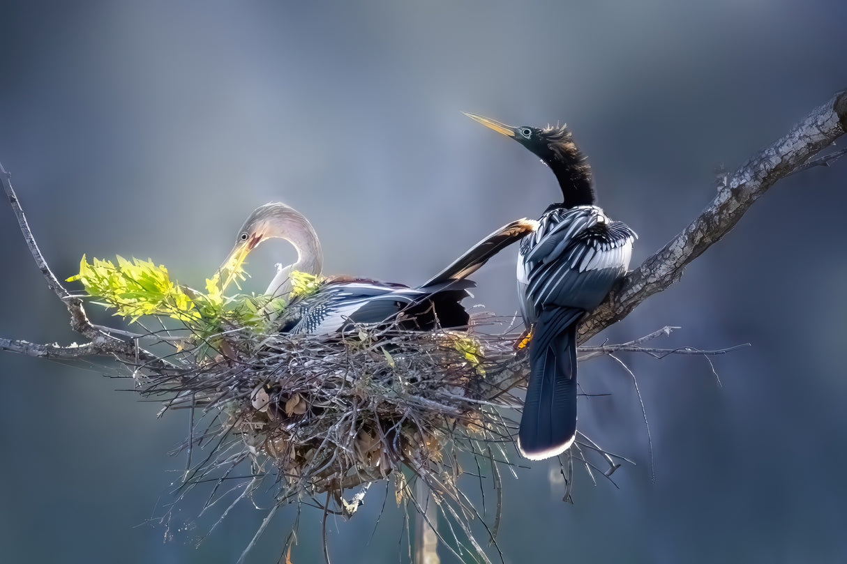Anhinga’s Nest: A Cooperative Bond Poster och Canvastavla