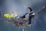 Anhinga’s Nest: A Cooperative Bond Poster och Canvastavla