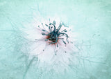 Misty Blue Poster och Canvastavla