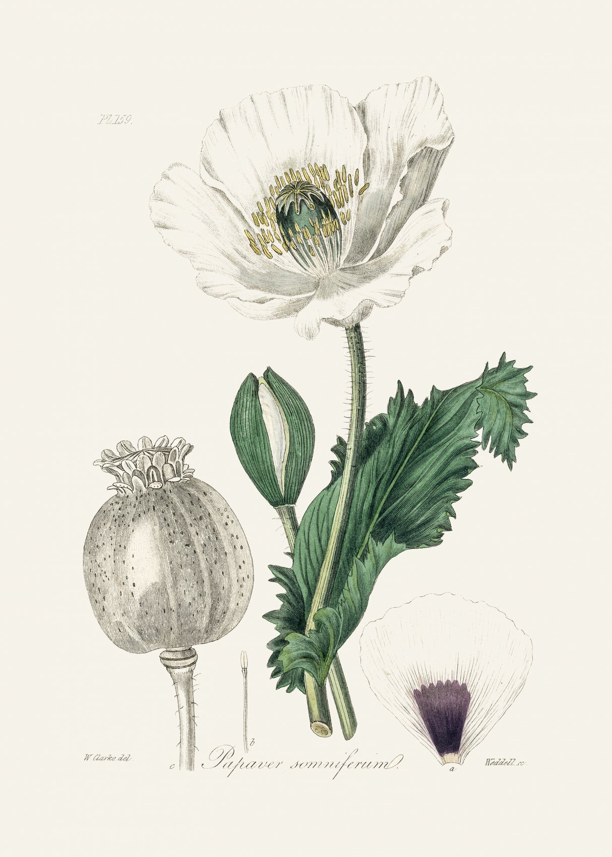 Opium Poppy (papaver Somniferum) Medical Botany Poster och Canvastavla