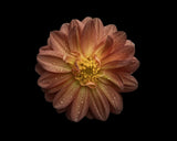 Dahlia Poster och Canvastavla