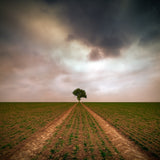 a tree... Poster och Canvastavla