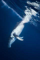 Reversing: Humpback Whale Poster och Canvastavla