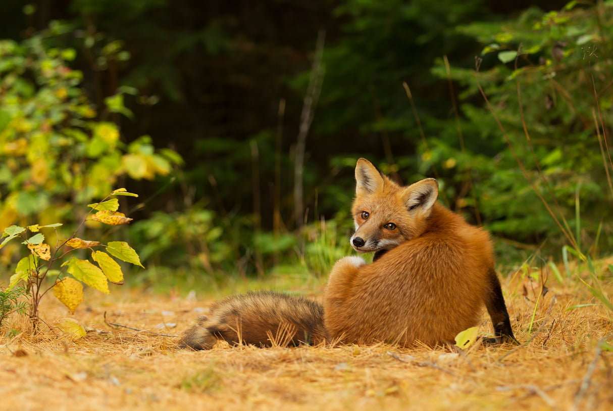 Red Fox - Algonquin Park Poster och Canvastavla