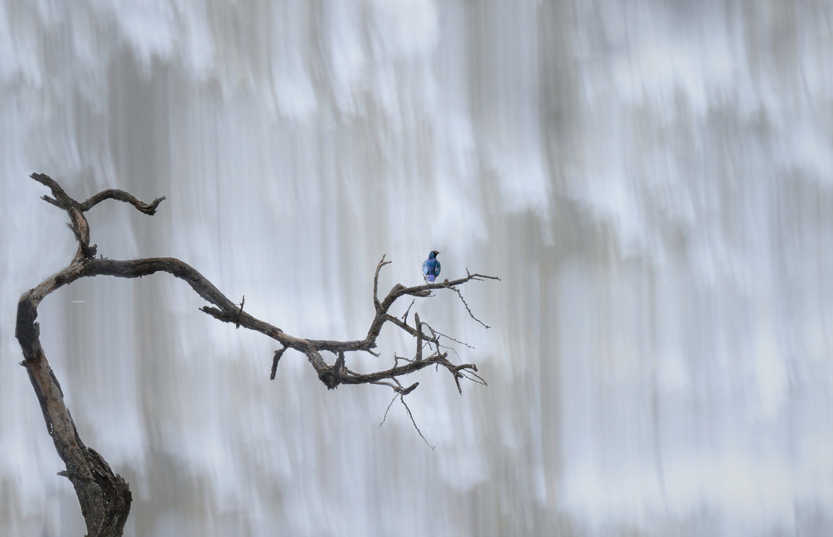 Bluebird at the waterfall Poster och Canvastavla