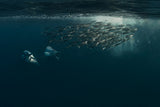 Team work (Dolphins chasing Baitball) Poster och Canvastavla