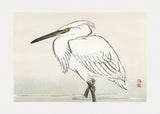 Snowy Egret Poster och Canvastavla