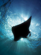Manta Silhouette Poster och Canvastavla