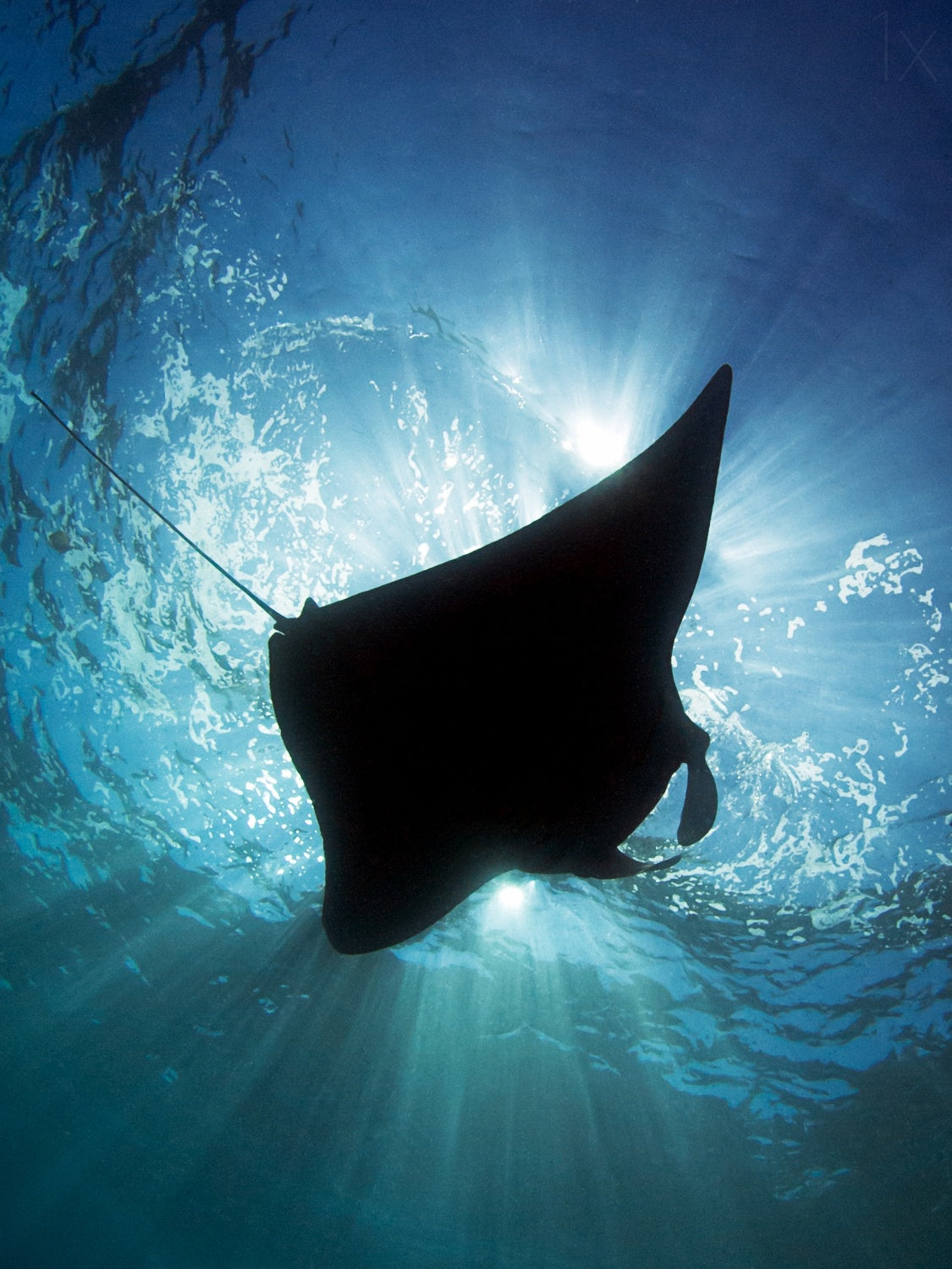 Manta Silhouette Poster och Canvastavla