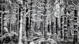 Winter Forest Poster och Canvastavla