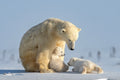 Naughty  polar bear cub Poster och Canvastavla