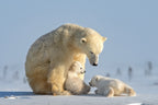 Naughty  polar bear cub Poster och Canvastavla