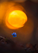 Another spring flower Poster och Canvastavla