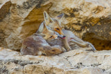 Fox family Poster och Canvastavla