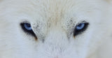 Mirada azul Poster och Canvastavla