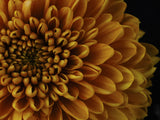 macro shot of a beautiful yellow flower Poster och Canvastavla