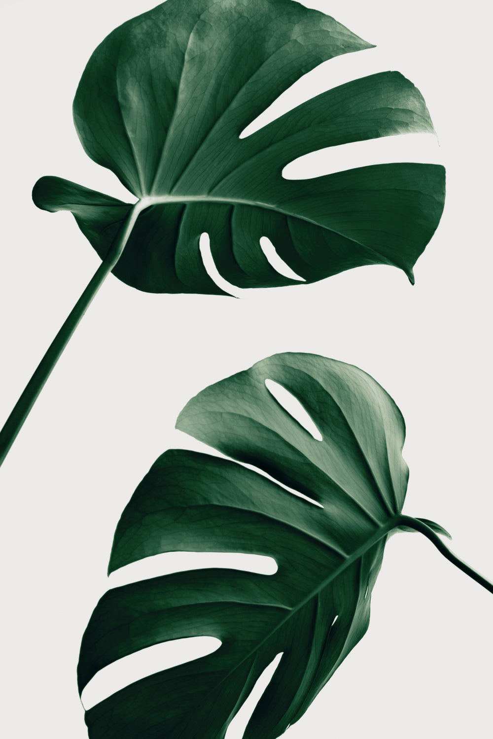 Monstera Natural 46 Poster och Canvastavla