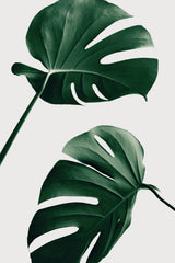 Monstera Natural 46 Poster och Canvastavla