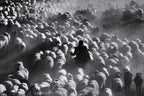 Shepherd Poster och Canvastavla