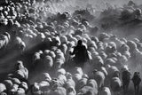Shepherd Poster och Canvastavla