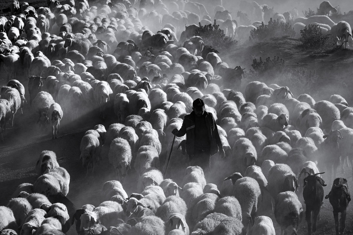Shepherd Poster och Canvastavla