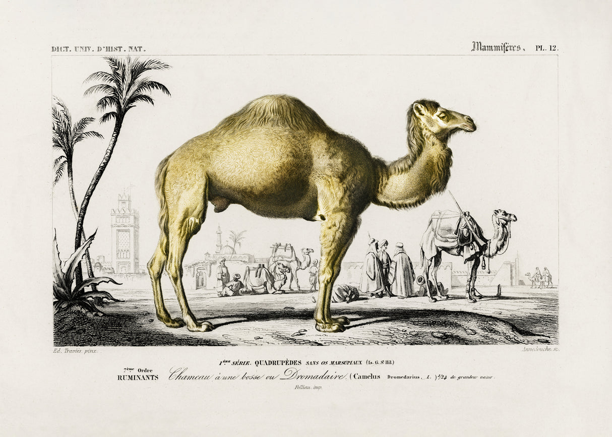 Camel (camelus) Poster och Canvastavla