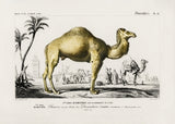 Camel (camelus) Poster och Canvastavla