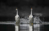 Dance with love Poster och Canvastavla