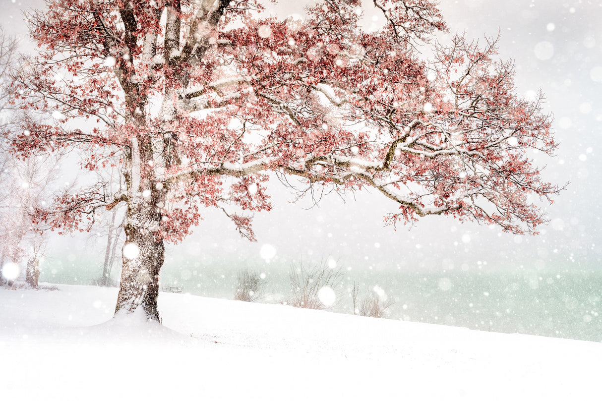 Snow at the lake Poster och Canvastavla