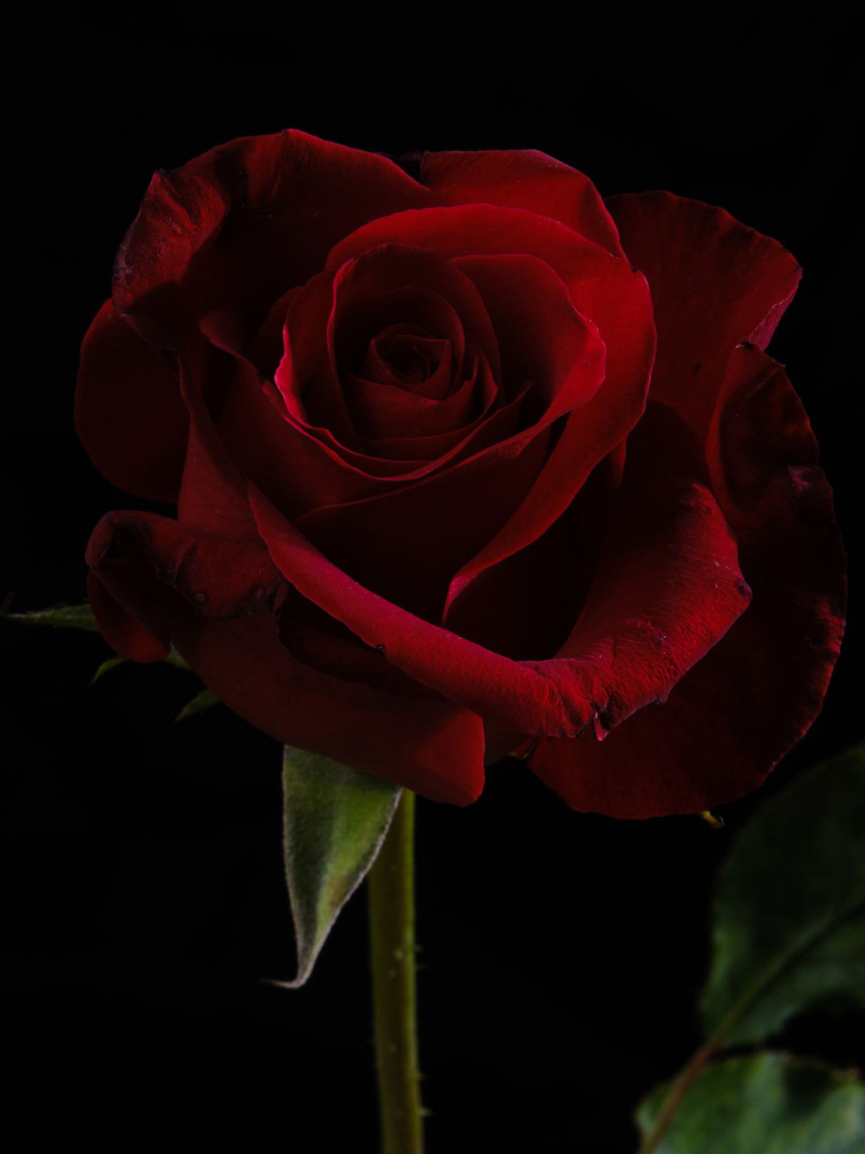 a beautiful red rose Poster och Canvastavla