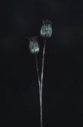 Seed heads Poster och Canvastavla