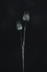 Seed heads Poster och Canvastavla