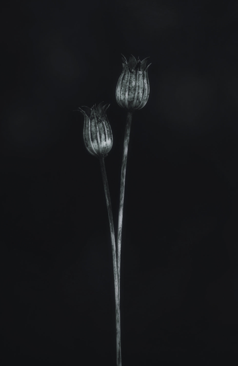 Seed heads Poster och Canvastavla