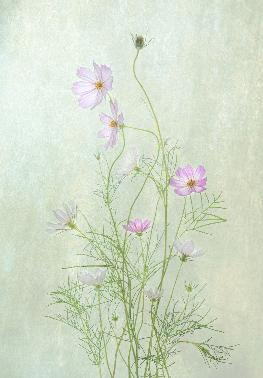 Cosmos Poster och Canvastavla