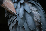 Feather Poster och Canvastavla