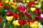 colorful tulips Poster och Canvastavla