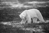 Snowfall Poster och Canvastavla