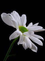 white daisy flower Poster och Canvastavla