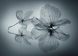 Ephemeral Beauty Poster och Canvastavla