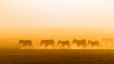 Morning walk Poster och Canvastavla