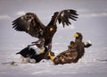 White-tailed Eagle Poster och Canvastavla