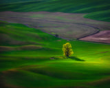 View In Palouse Poster och Canvastavla