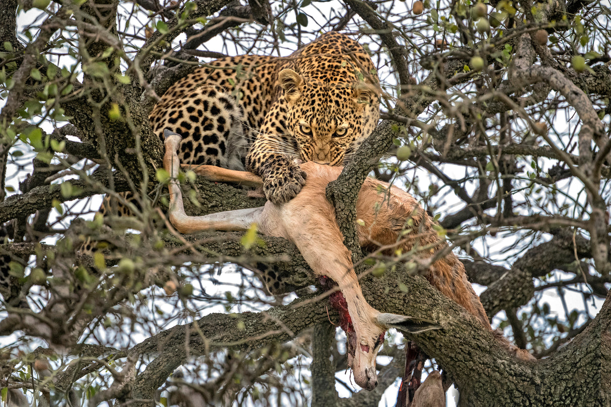 Leopard with prey Poster och Canvastavla