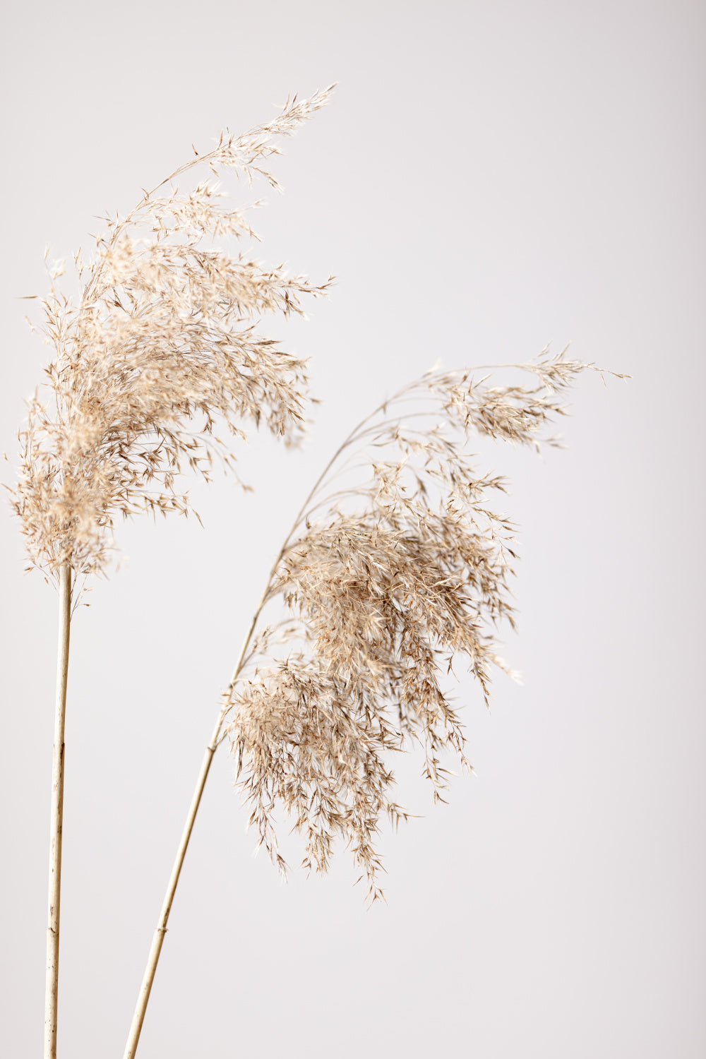 Reed Grass Grey 08 Poster och Canvastavla